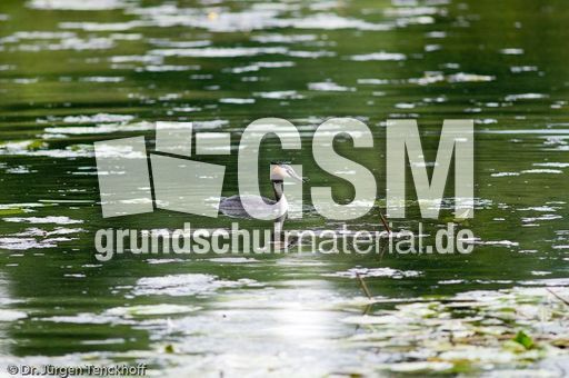 Haubentaucher (9 von 22).jpg